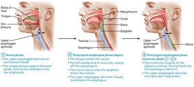 Phases of swallowing
