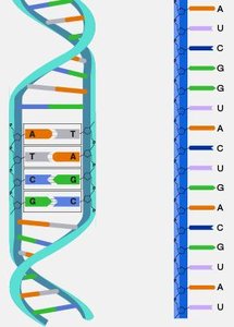 DNA and RNA structure