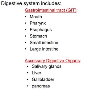 List of digestive system organs