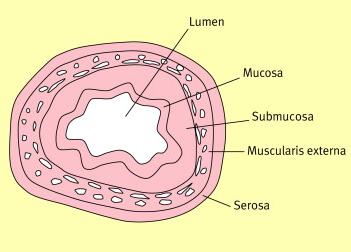 Simplified cross-section of GI tract wall