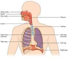 Major organs of the respiratory system labeled on a human body diagram