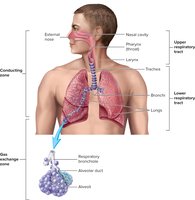 Illustration of conducting and respiratory zones of the respiratory system