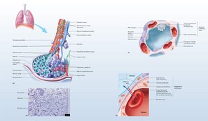 Terminal bronchiole branching to form respiratory bronchioles and photomicrograph of lung tissue
