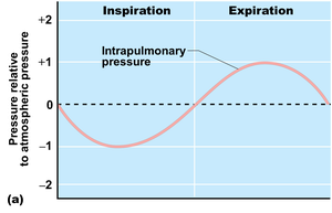 Graph of intrapulmonary pressure changes during inspiration and expiration