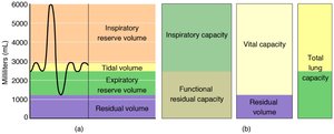 Graph of respiratory volumes and capacities