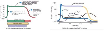 Action potential and membrane permeability changes in cardiac muscle