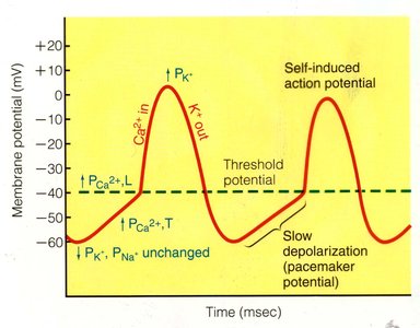Regulation of heart rate via pacemaker cells