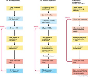 Factors affecting arteriolar radius and blood flow