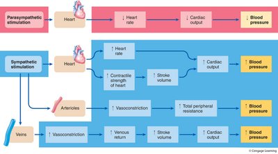 Monitoring blood pressure and homeostatic control