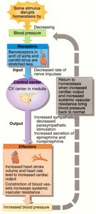 Homeostatic control: correcting a decrease in blood pressure