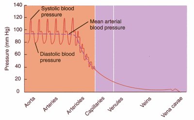 Graph of blood pressure across the circulatory system