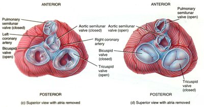 Superior view of heart valves with atria removed