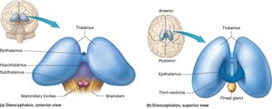 Structure of the diencephalon