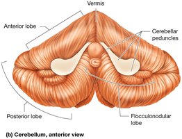 Structure of the cerebellum (anterior view)