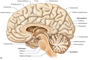 Midsagittal section of the brain showing the brainstem