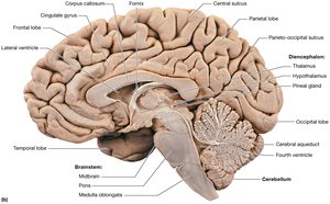 Midsagittal section of the brain showing the brainstem