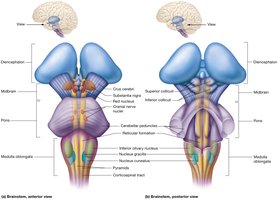 External anatomy of the brainstem