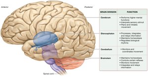 Divisions of the brain (lateral view)