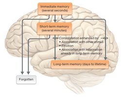 Pathways for consolidation of memories