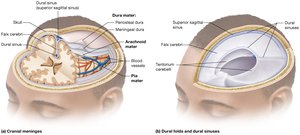 Structure of the cranial meninges and dural sinuses