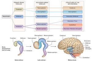 Development of the brain