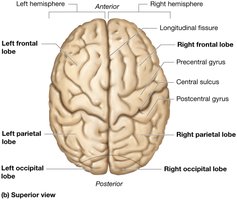 Structure of the cerebrum (superior view)