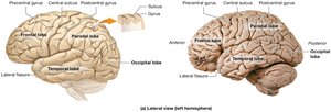 Structure of the cerebrum (lateral view)