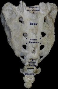 Sacrum and coccyx with labeled features