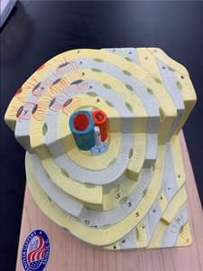 Osteon model with labeled features