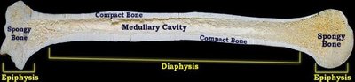 Long bone anatomy with labeled diaphysis, epiphysis, and medullary cavity