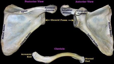 Scapula and clavicle with labeled features