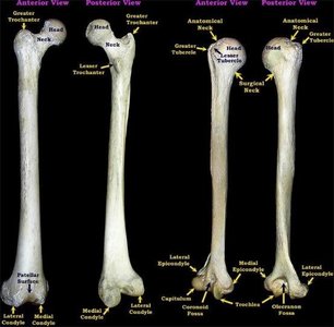 Femur and humerus with labeled features