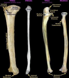 Tibia, fibula, ulna, and radius with labeled features