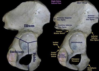 Lateral views of right pelvis with labeled bones and features