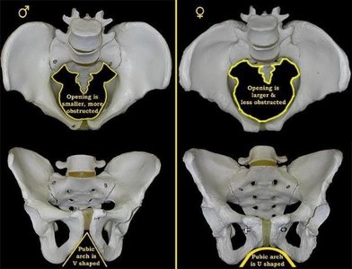 Comparison of anatomical male and female pelvis