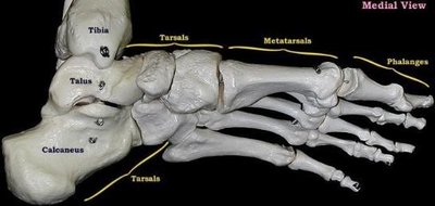 Bones of the foot: tarsals, metatarsals, phalanges