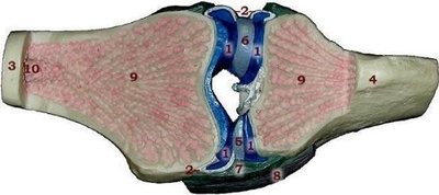 Knee joint model with labeled synovial structures