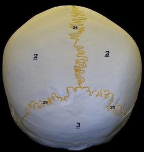 Superior view of skull showing sutures