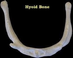 Superior view of hyoid bone