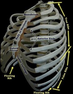 Antero-lateral view of ribcage showing true, false, and floating ribs