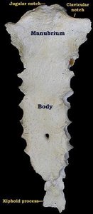 Sternum with labeled features