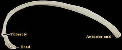 Rib with labeled head, tubercle, and anterior end
