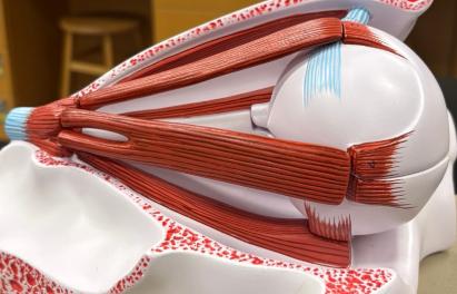 Model showing the extraocular muscles of the eye