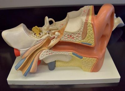 Model of the external ear and auditory canal
