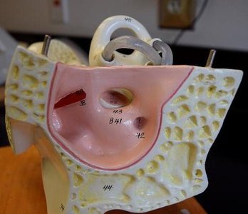 Model showing the oval and round windows of the inner ear