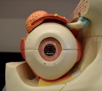 Model of the eye showing external anatomy