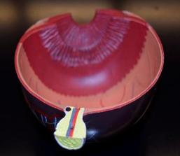 Model showing the ciliary body and iris muscles