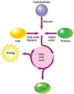 Catabolism of nutrients diagram