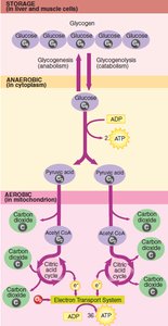 Glucose metabolism pathway