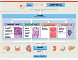 Diagram showing the four basic tissue types and their functions